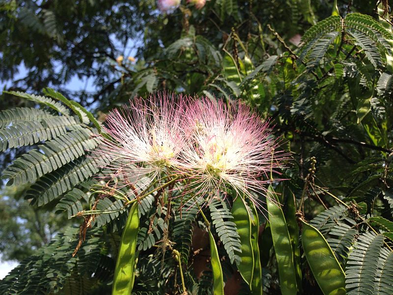 شجرة اللبخ الاحمر-Albizia julibrissin